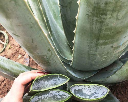 用什么植物可以美容？有哪些天然美容植物推荐？