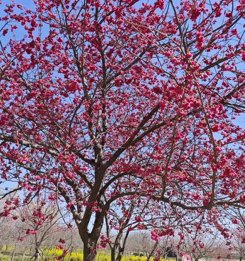古建与花卉拍摄技巧有哪些？如何捕捉美丽的花卉与古建照片？