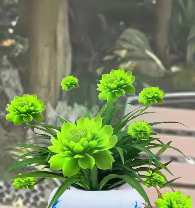 月光兰花代表的含义是什么？