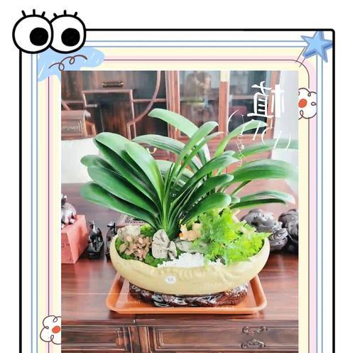 耐水养殖的花卉植物有哪些？如何进行有效的养护？