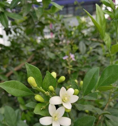 夏天的植物有哪些？如何选择适合夏季的植物？