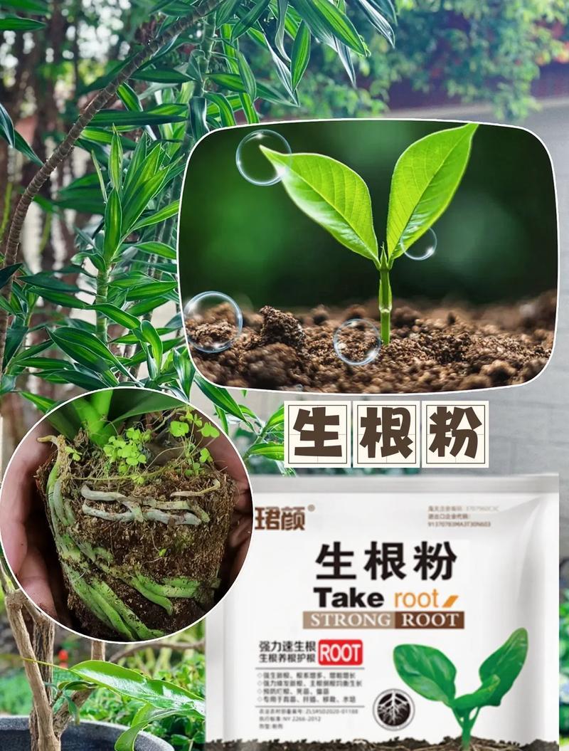 生主根的植物有哪些？它们的生长特点是什么？