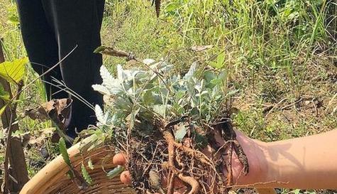 生主根的植物有哪些？它们的生长特点是什么？
