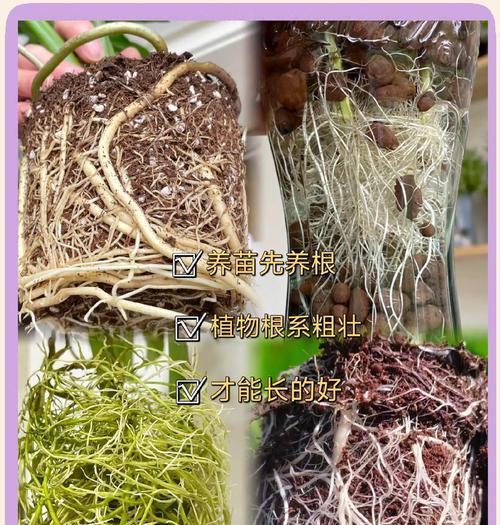 生主根的植物有哪些？它们的生长特点是什么？