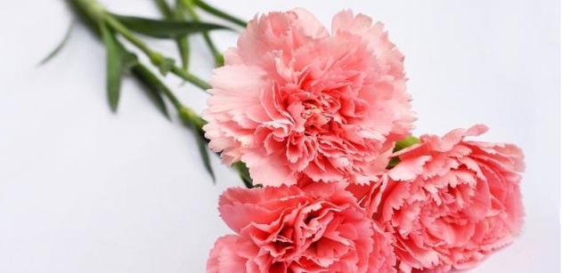 送给老师的康乃馨有何花语？这种花代表了什么？