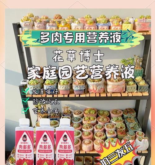 哪些多肉植物价值高？如何鉴别和养护？