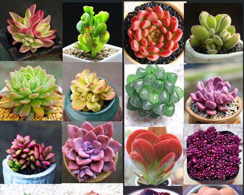 哪些多肉植物价值高？如何鉴别和养护？