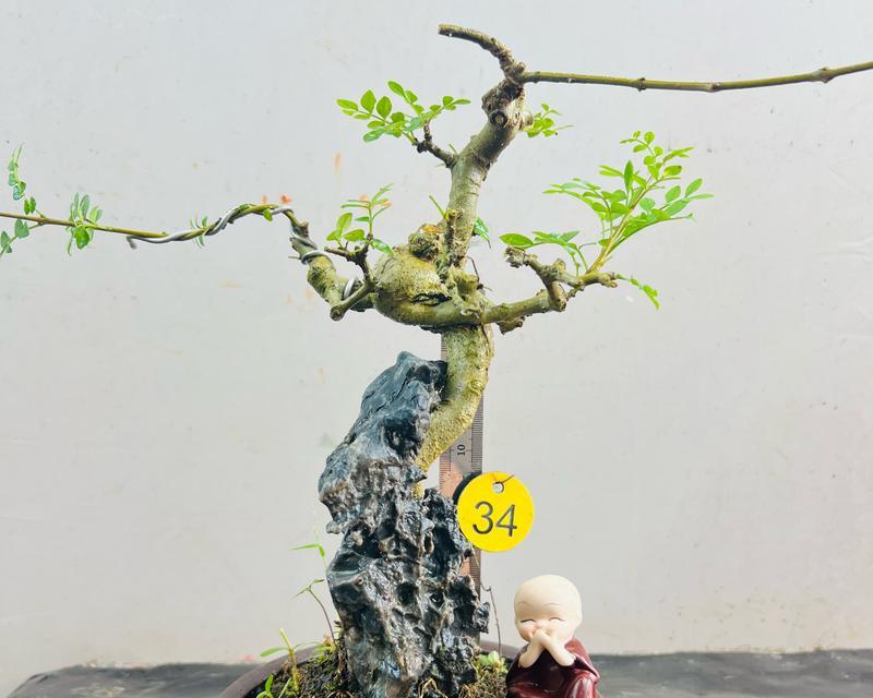 盆栽白蜡植物品种选择指南？