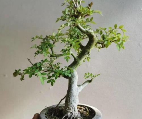 盆栽白蜡植物品种选择指南？