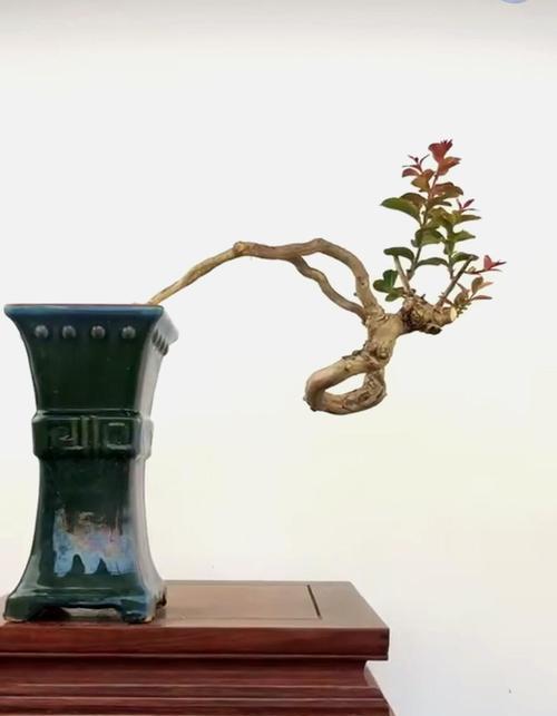 盆栽造型培根怎么养护好？培根盆栽的养护技巧有哪些？