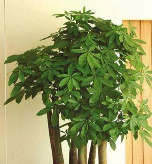 十二种室内花卉有哪些品种？如何选择适合自己的室内植物？