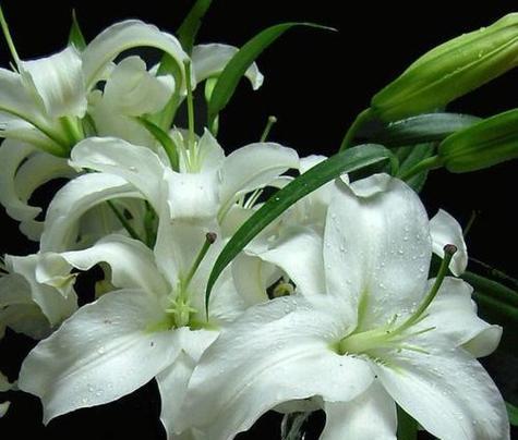 三支百合花的含义是什么？百合数量的特别意义。