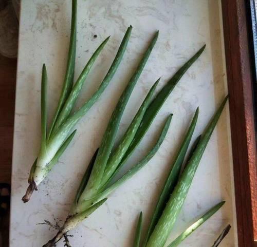 相亲时送盆栽芦荟有何含义？