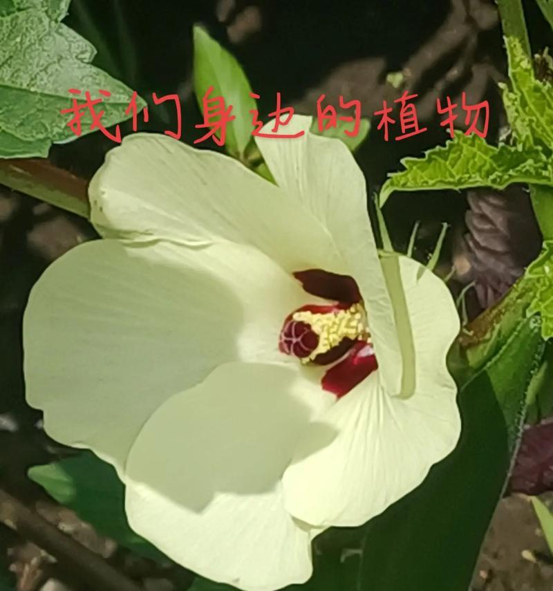 什么植物过敏？如何预防和处理植物引起的过敏？