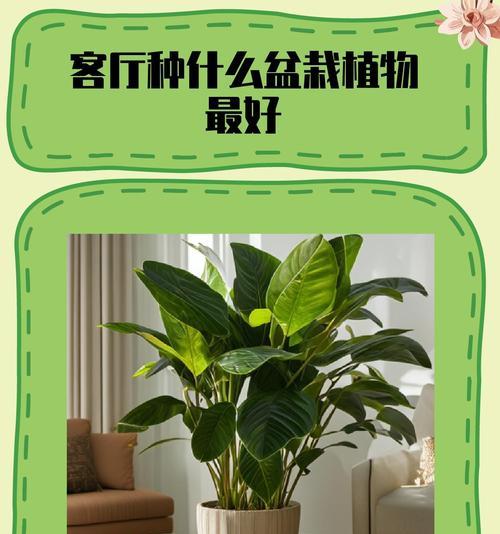 送给老师的盆栽应该选择哪种？有何寓意？