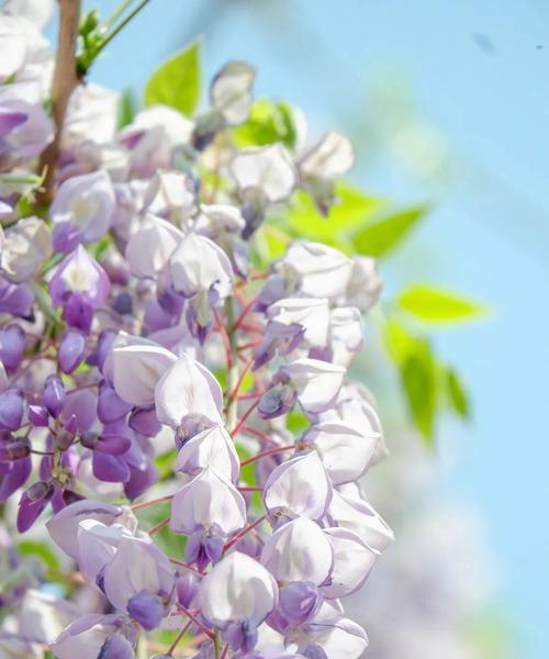 盘点今春种失败的花卉是什么？有哪些教训可以吸取？