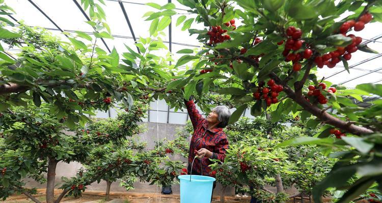 樱桃树苗大号怎么种植方法？需要哪些步骤？