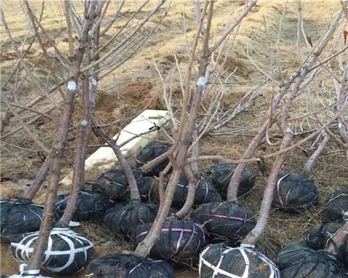 樱桃树苗大号怎么种植方法？需要哪些步骤？
