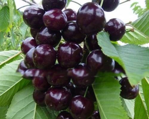 樱桃树苗大号怎么种植方法？需要哪些步骤？