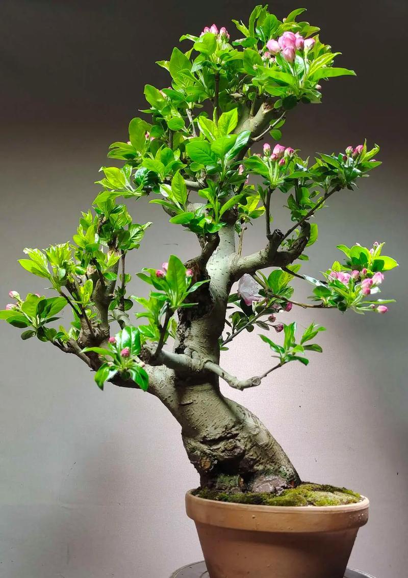 青松超级植物有哪些种类？这些植物有什么特别之处？