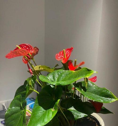花绿植盆栽通常象征着什么？