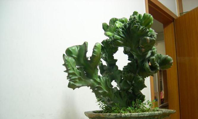 青松超级植物有哪些种类？这些植物有什么特别之处？