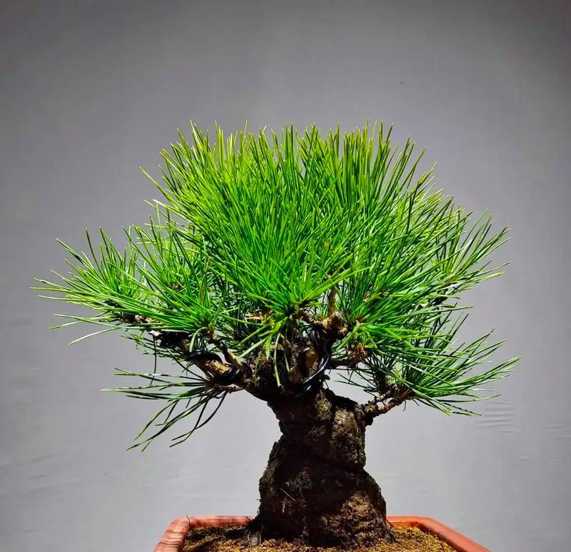 青松超级植物有哪些种类？这些植物有什么特别之处？