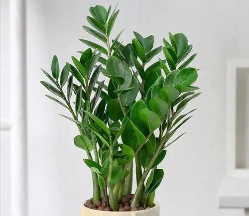 花绿植盆栽通常象征着什么？