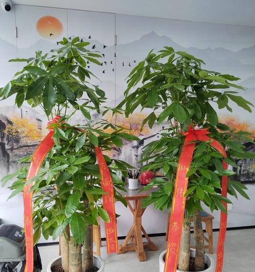 花绿植盆栽通常象征着什么？