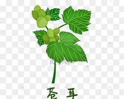 植物药汁画图怎么画？有哪些步骤和技巧？