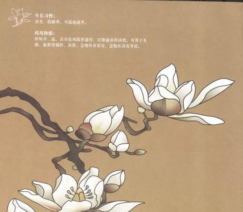 植物药汁画图怎么画？有哪些步骤和技巧？
