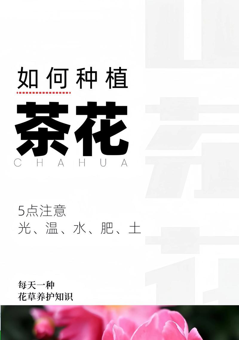 哪些植物喜欢阳光？如何为这些植物提供充足的光照？
