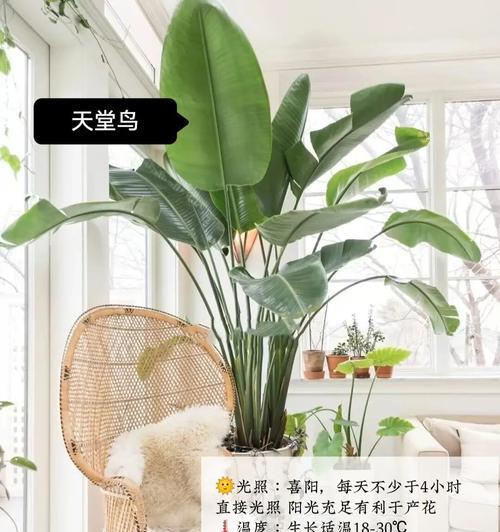 哪些植物喜欢阳光？如何为这些植物提供充足的光照？
