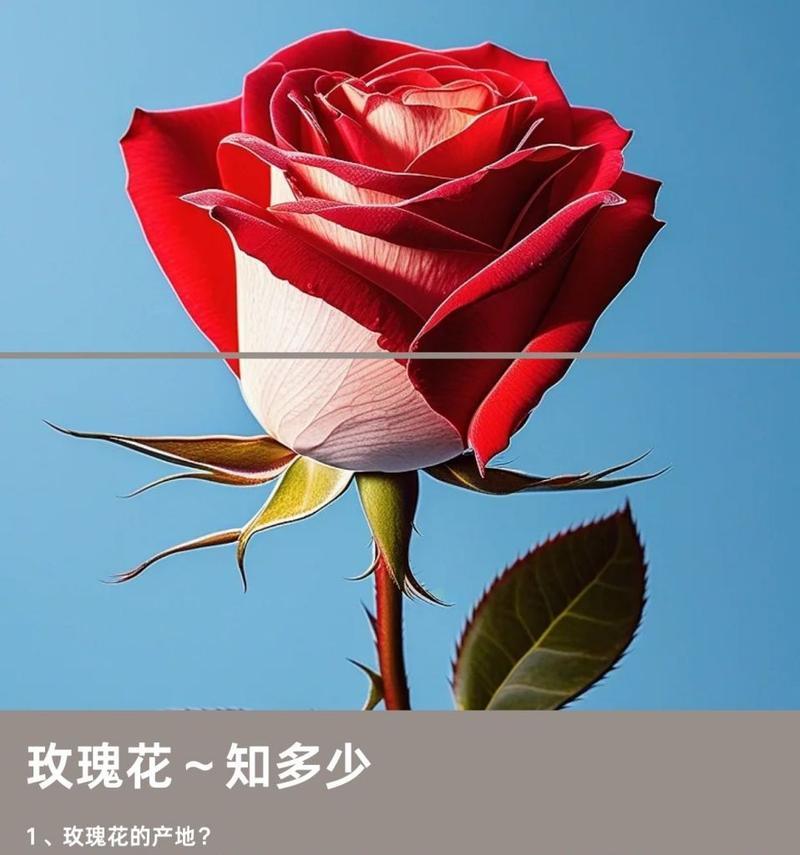 玫瑰花象征着人的什么精神？玫瑰花的象征意义有哪些？