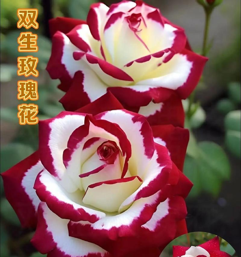 玫瑰花象征着人的什么精神？玫瑰花的象征意义有哪些？