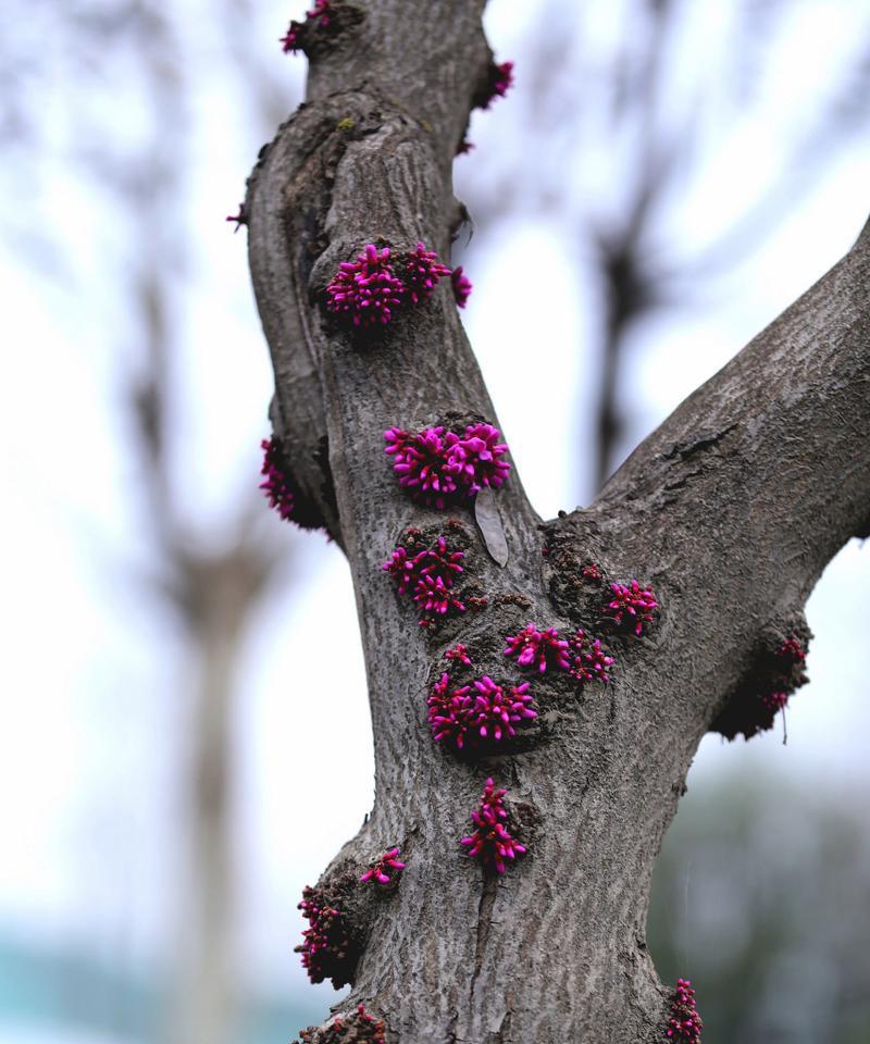 紫荆花的花语代表什么？它在文化中有何意义？