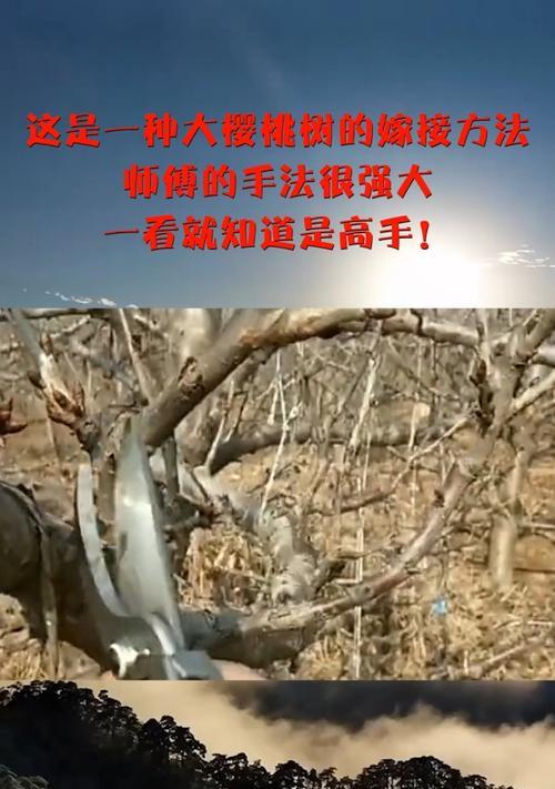 樱桃树未嫁接开花问题如何解决？