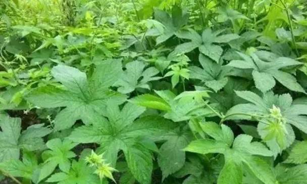 乡村常见的代表花卉有哪些？它们的种植意义是什么？