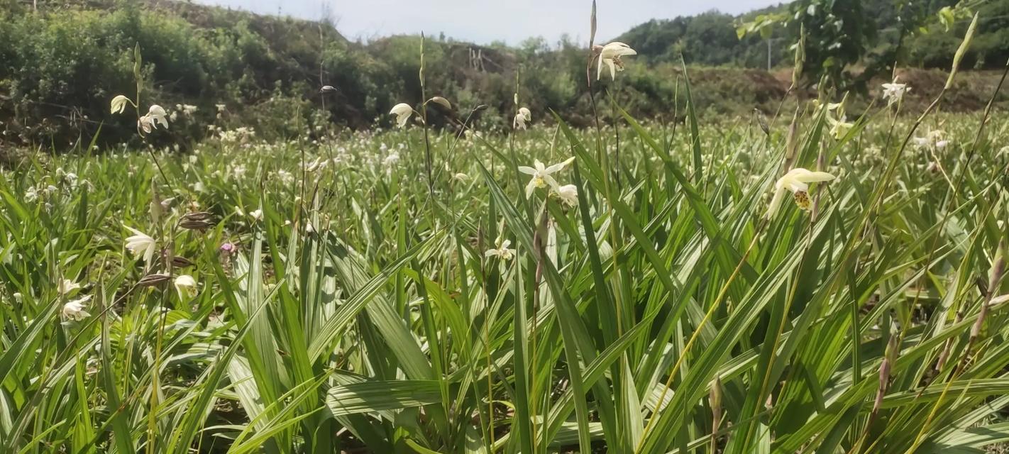 乡村常见的代表花卉有哪些？它们的种植意义是什么？