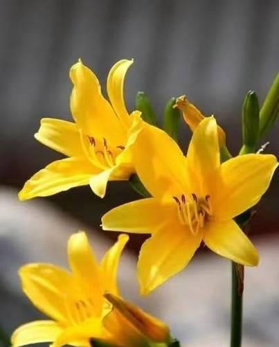 玫瑰花中的园丁象征着什么？园丁在花语中代表什么？