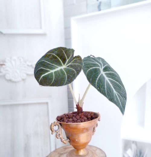哪些植物适合在稳居环境中生长？它们的养护要点是什么？