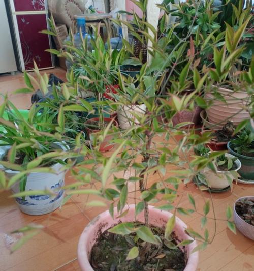 哪些植物适合在稳居环境中生长？它们的养护要点是什么？