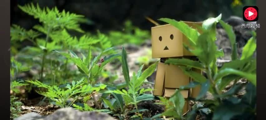 哪些植物象征着军魂？