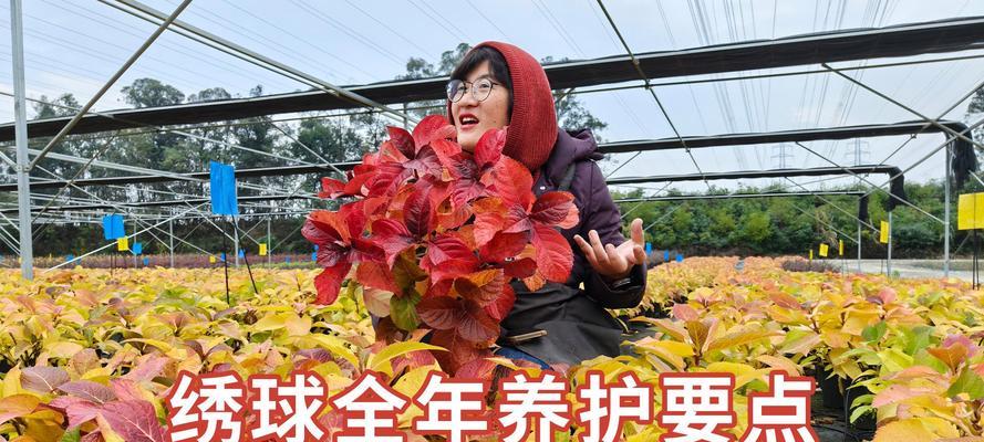 哪些植物适合在稳居环境中生长？它们的养护要点是什么？