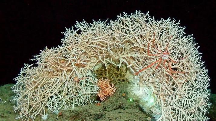 海里可怕植物是什么？它们对海洋生态有何影响？