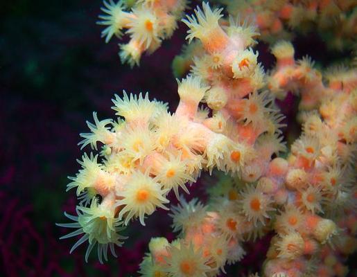 海里可怕植物是什么？它们对海洋生态有何影响？