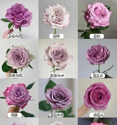 姐姐过生日弟弟应该送什么颜色的玫瑰花？不同颜色玫瑰花代表什么？
