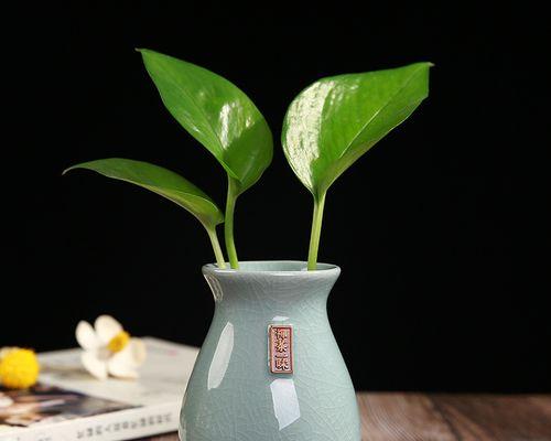 养植物用什么容器？哪种容器更适合？