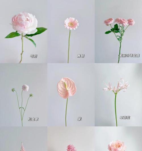 36朵玫瑰加三朵百合的花语是什么？这种组合有何特别含义？