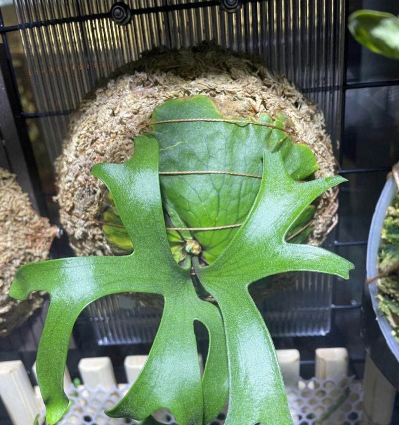 哪些盆栽植物最喜欢光照？如何为它们提供充足的光照？